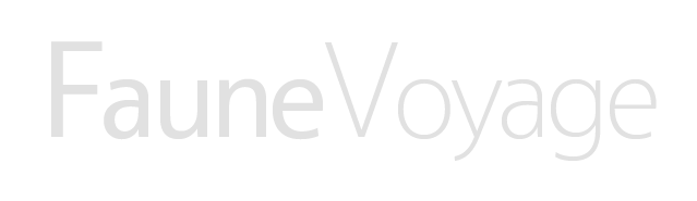 FauneVoyage FILMS & MEDIA – Projects