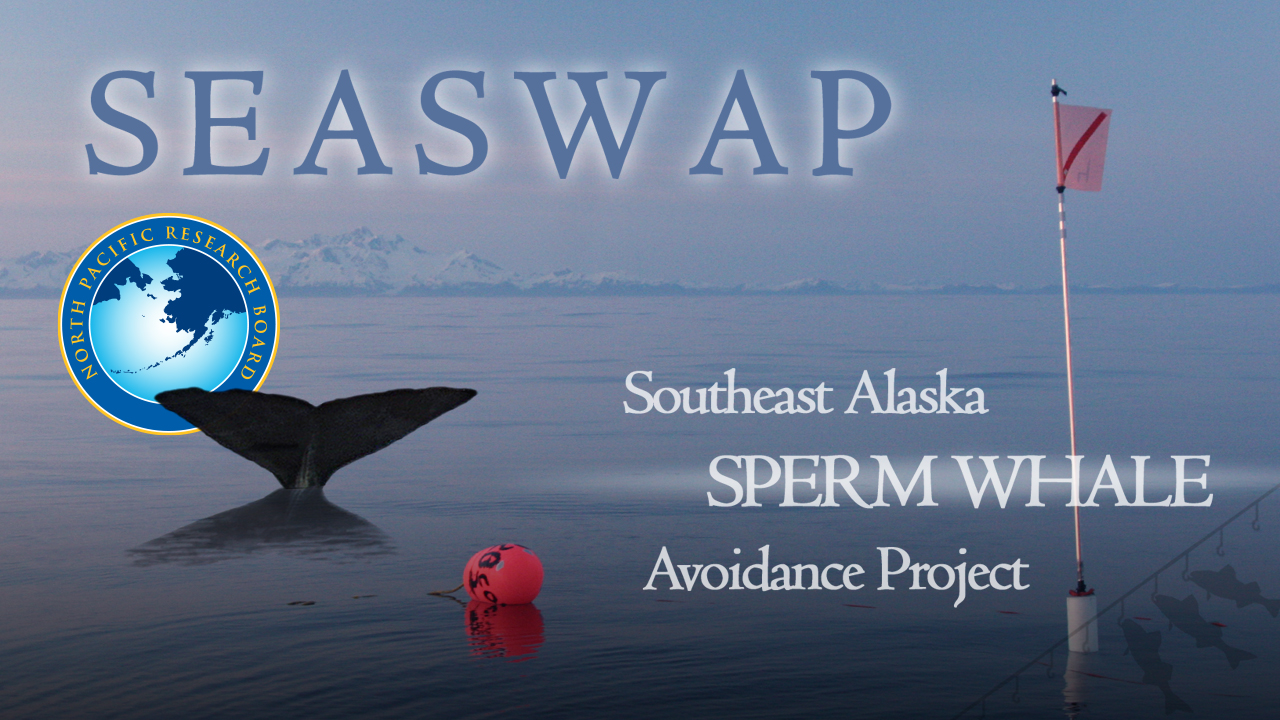 SEASWAP: Southeast Alaska Sperm Whale Avoidance Project Film Poster